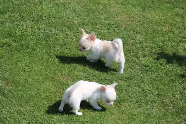 I teneri cuccioli di Chihuahua di razza pura possono trasferirsi | Foto 1