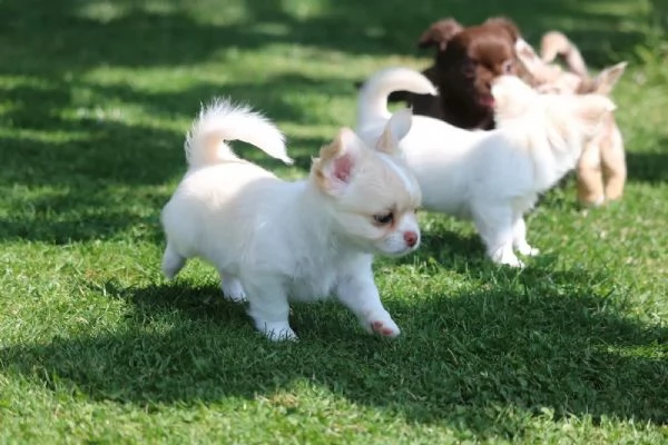 I teneri cuccioli di Chihuahua di razza pura possono trasferirsi | Foto 0