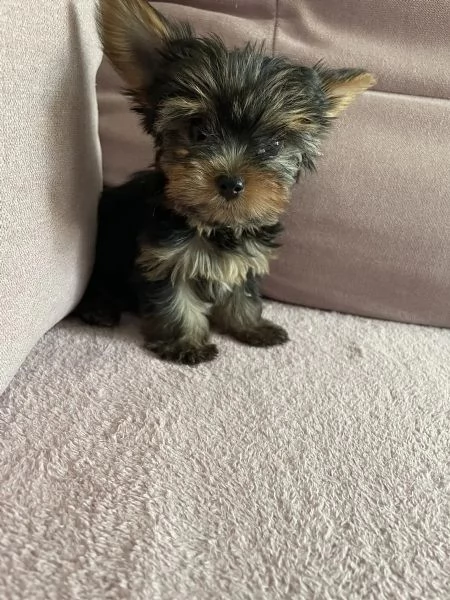 Offro bellissimi cuccioli di Yorkshire Terrier di razza pura | Foto 2