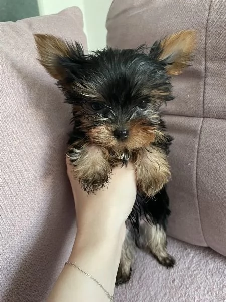 Offro bellissimi cuccioli di Yorkshire Terrier di razza pura