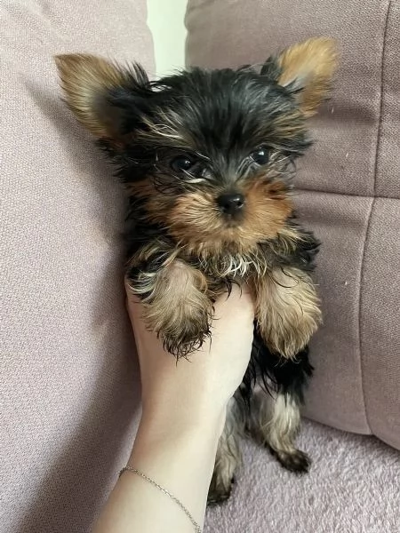 Offro bellissimi cuccioli di Yorkshire Terrier di razza pura | Foto 1