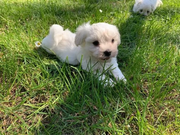 4 cuccioli di maltese pronto ora  | Foto 2