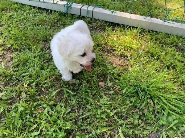 4 cuccioli di maltese pronto ora  | Foto 1