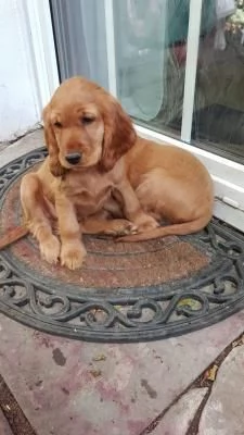 Bellissimi cuccioli di cocker spaniel inglese  | Foto 0