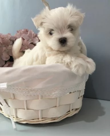 Piccolo di maltese toy vaccinato disponibile con microchip  | Foto 1