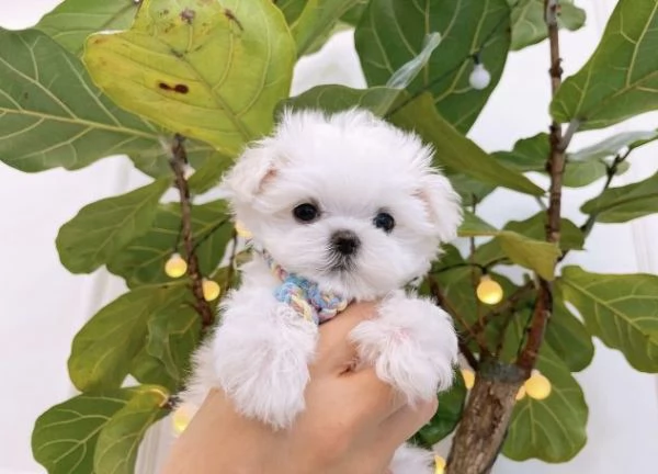 Piccolo di maltese toy vaccinato disponibile con microchip  | Foto 1