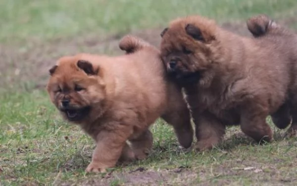 Chow Chow maschio/femmina  | Foto 0