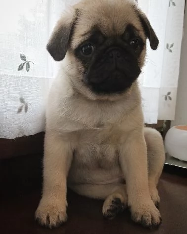 Adorabili cuccioli di carlino fulvo nati il 90  | Foto 1