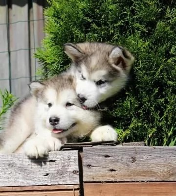 Cuccioli di alaskan malamute 