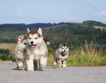 Cuccioli bellissimi di alaskan malamute  | Foto 0