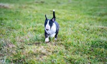 Bellissimi cuccioli Bull Terrier | Foto 0