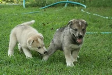 Cuccioli di cane lupo cecoslovacco con pedigree | Foto 3