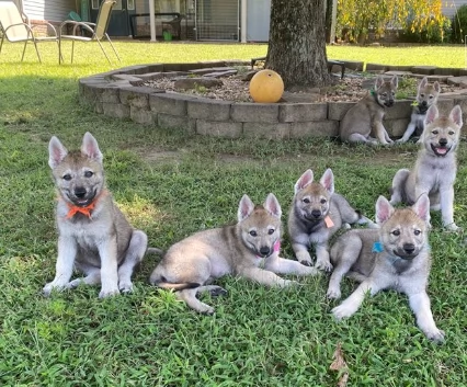 Cuccioli di cane lupo cecoslovacco con pedigree