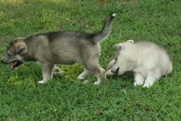 Cuccioli di cane lupo cecoslovacco con pedigree | Foto 2