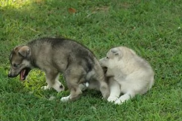 Cuccioli di cane lupo cecoslovacco con pedigree | Foto 0