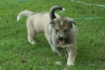 cucciolo di Lupo Cecoslovacco di 3 mesi | Foto 4