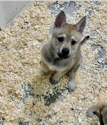 Fantastici Cuccioli Cane Lupo Cecoslovacco | Foto 0