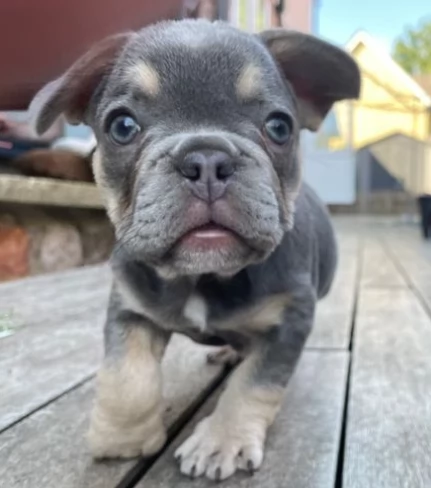 Eccezionali cuccioli di  bouledogue francese