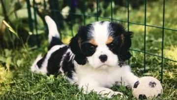 Disponibili cuccioli  Cavalier King Charles, microchip,