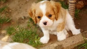 Disponibili cuccioli  Cavalier King Charles, microchip, | Foto 0