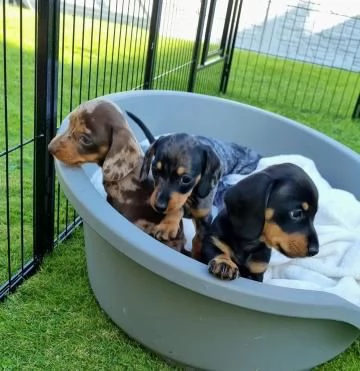 MERAVIGLIOSI CUCCIOLI DI BASSOTTO NANO'