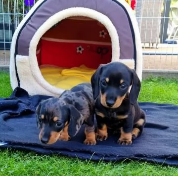 MERAVIGLIOSI CUCCIOLI DI BASSOTTO NANO' | Foto 3