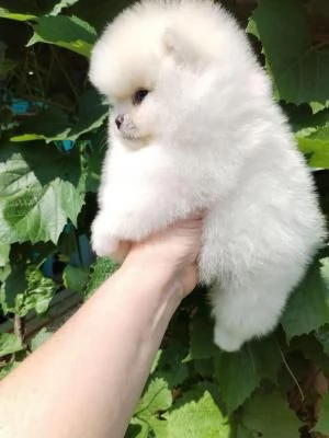 Rarissimi cuccioli di Volpini Pomerania