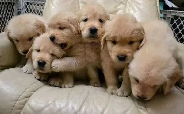 cuccioli di golden retriever maschi e femmine