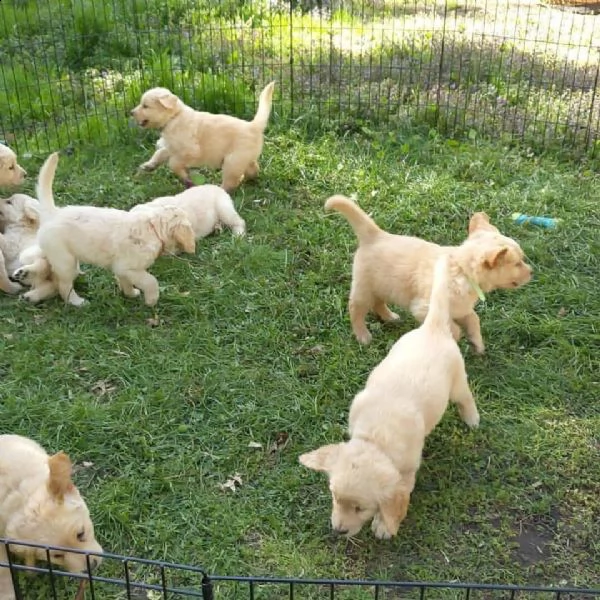 cuccioli di golden retriever giocosi di 9 settimane