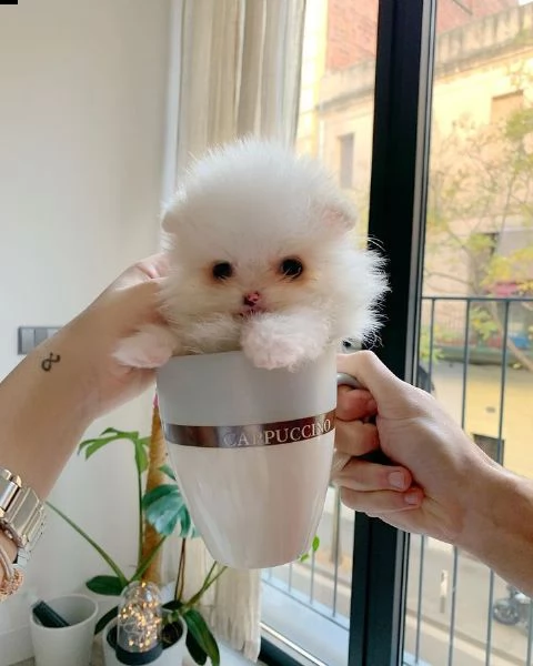 bella mini tazza da tè cucciolo di pomerania