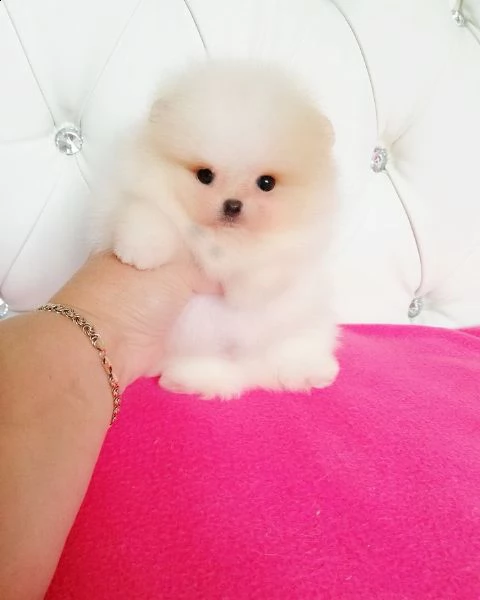 bella mini tazza da tè cucciolo di pomerania | Foto 1