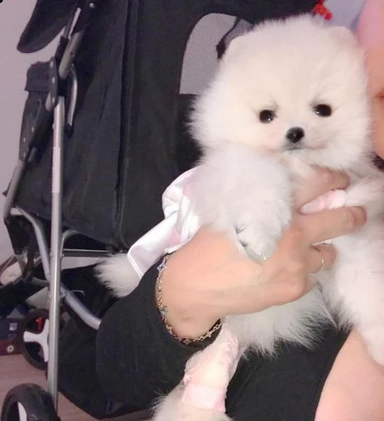 bella mini tazza da tè cucciolo di pomerania | Foto 0