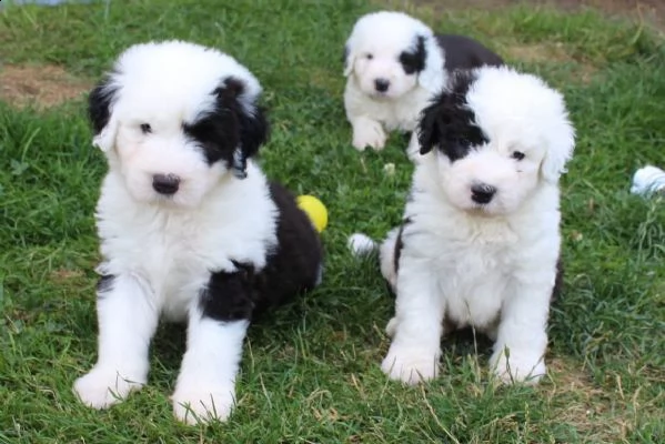 cuccioli di bobtail