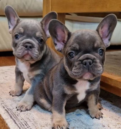 adozione di bouledogue francese cuccioli