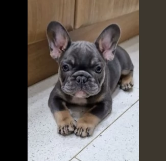 adozione di bouledogue francese cuccioli | Foto 0