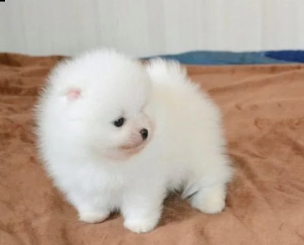 bellissimo e giocherellone cucciolo di pomerania | Foto 1