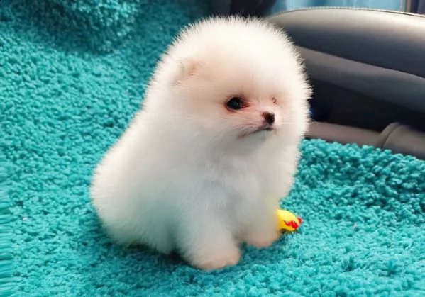 bellissimo e giocherellone cucciolo di pomerania | Foto 0