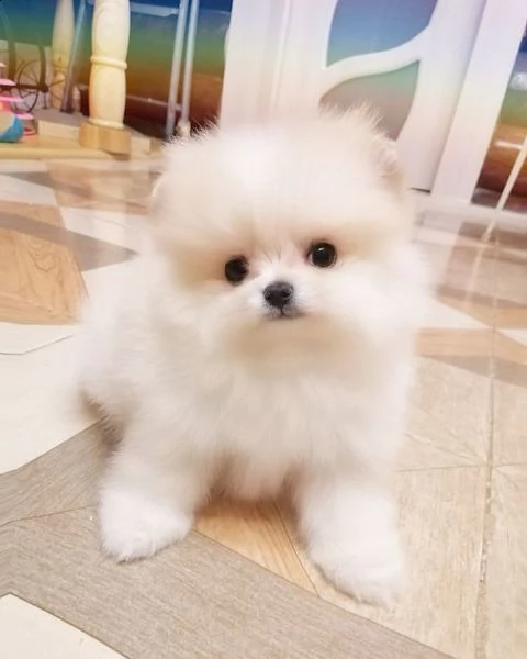 bellissimo e giocherellone cucciolo di pomerania