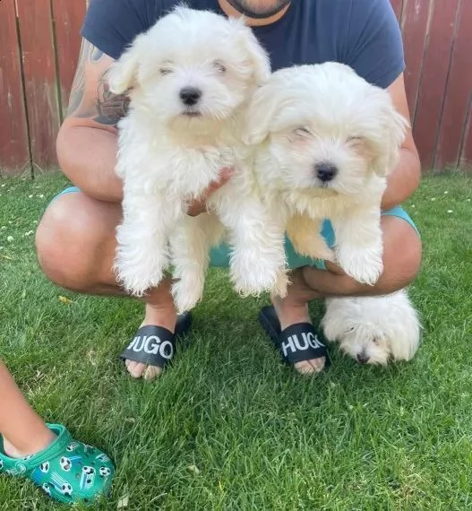 regalo adorabili cuccioli mini maltese  femminucce e maschietti  gratuita