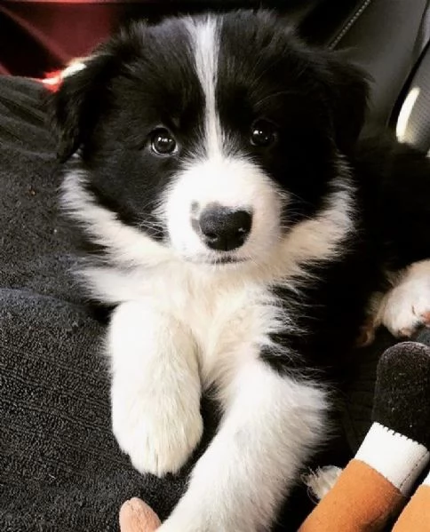  adorabili cuccioli di border collie femminucce e maschietti disponibili . i cuccioli sono vaccinati