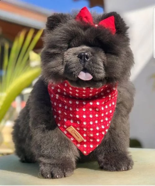  adorabili cuccioli di chow chow femminucce e maschietti disponibili . i cuccioli sono vaccinati sve