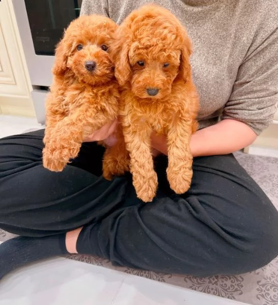 bellissimi cuccioli di barboncino | Foto 0