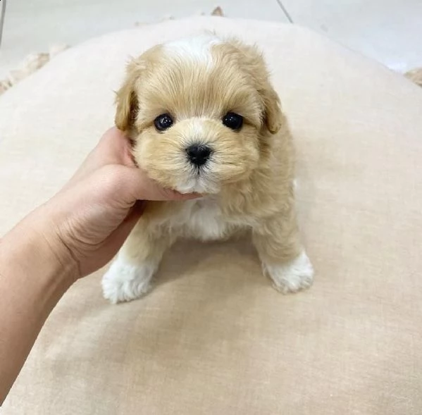 regalo maltipoo cuccioli meravigliosi ! 