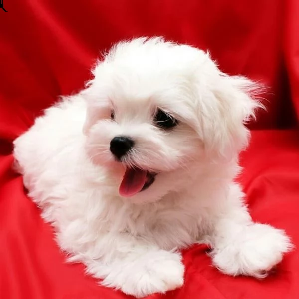 regalo maltese 