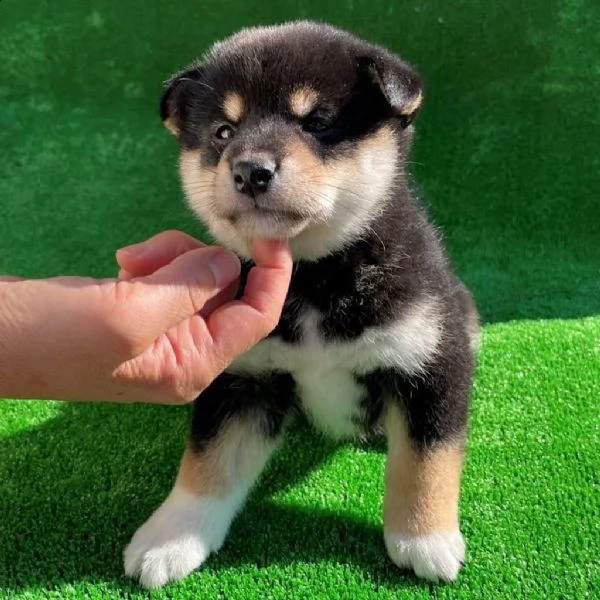 regalo due cuccioli di shiba inu per l'adozione