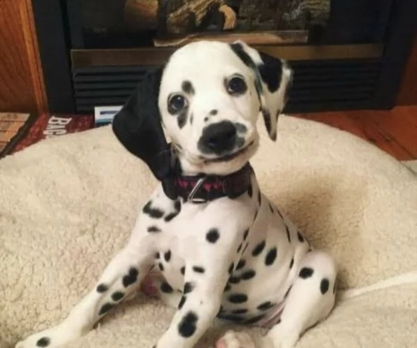 regalo dalmata///////