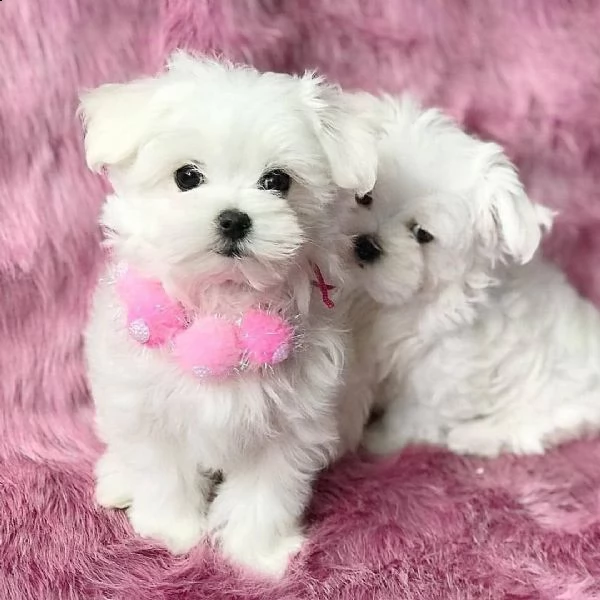 splendidi cuccioli di maltese genuini