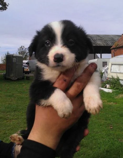  adorabili cuccioli di border collie femminucce e maschietti disponibili . i cuccioli sono vaccinati