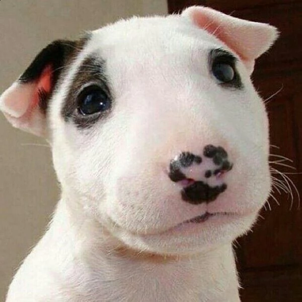  adorabili cuccioli di bull terrier femminucce e maschietti disponibili . i cuccioli sono vaccinati 