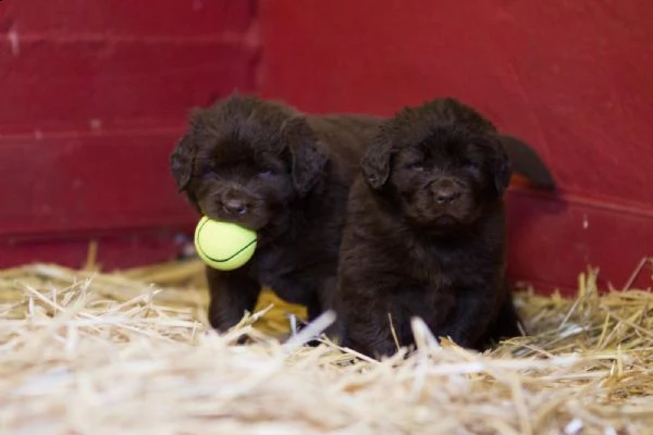 cuccioli terranova maschio e femmina | Foto 0